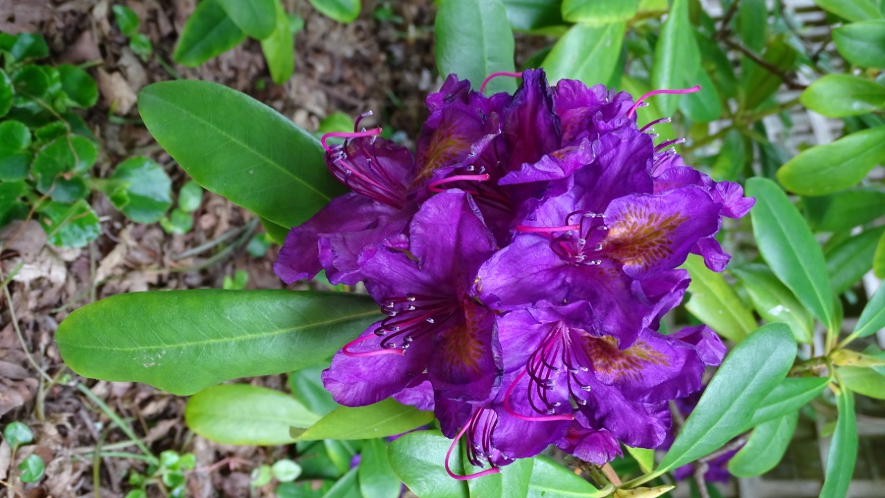 'Marcel Menard'